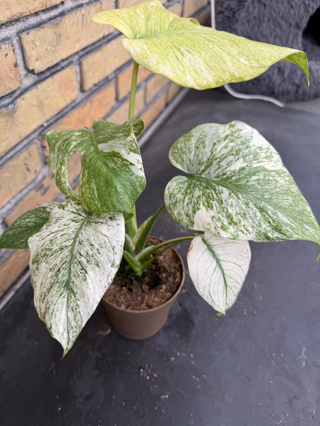 Monstera mint