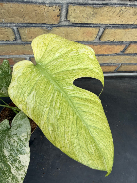 Monstera mint