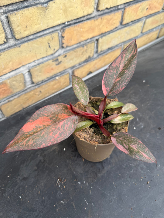 Philodendron sunspot