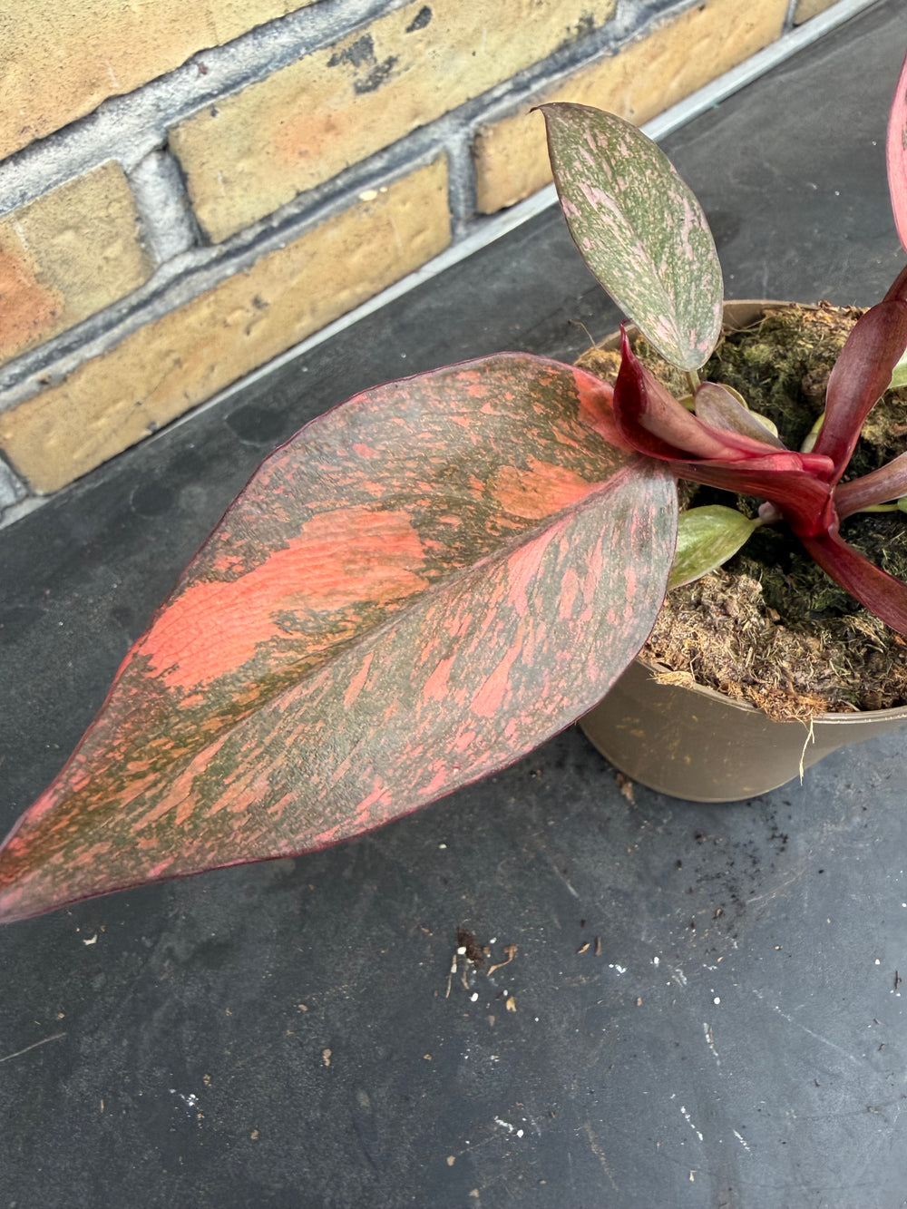 Philodendron sunspot
