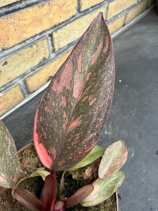 Philodendron sunspot