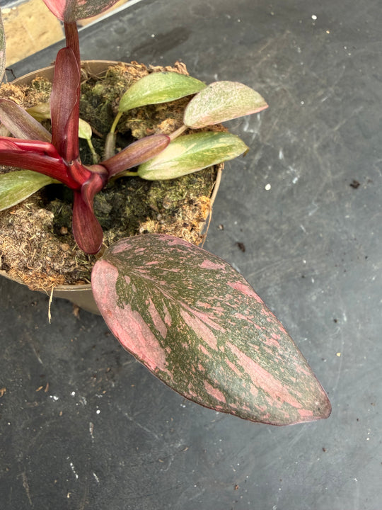 Philodendron sunspot