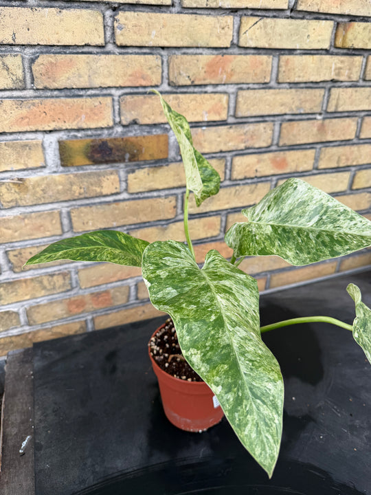 Philodendron Gigantium Blizzard