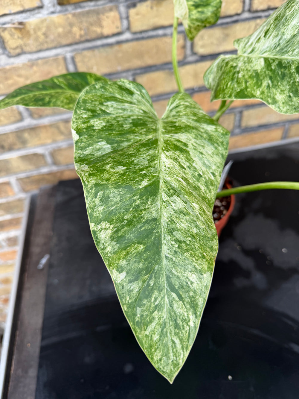 Philodendron Gigantium Blizzard