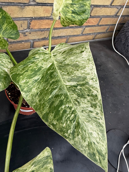 Philodendron Gigantium Blizzard