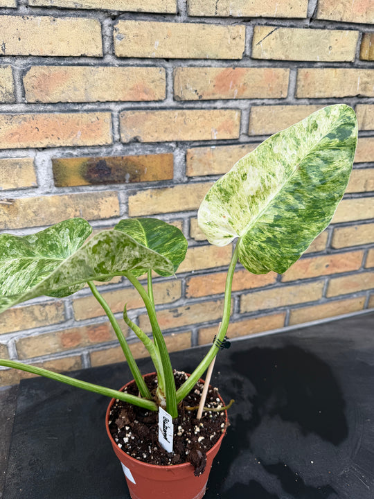 Philodendron Gigantium Blizzard