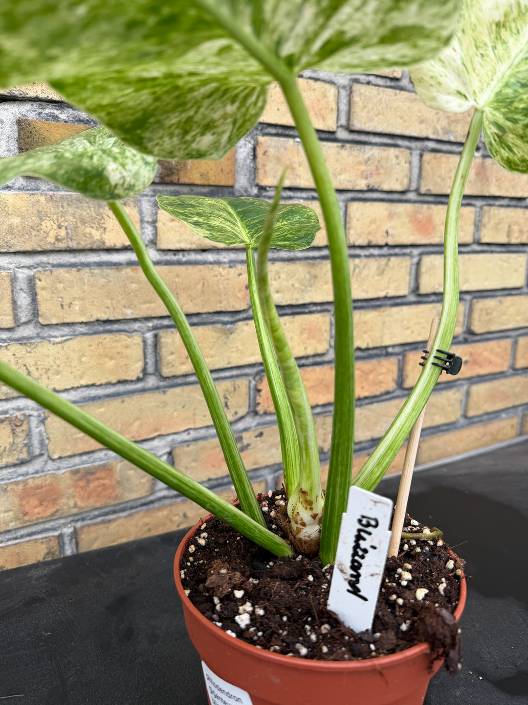 Philodendron Gigantium Blizzard