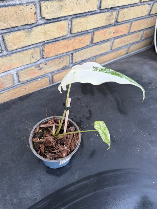 Alocasia longiloba albo
