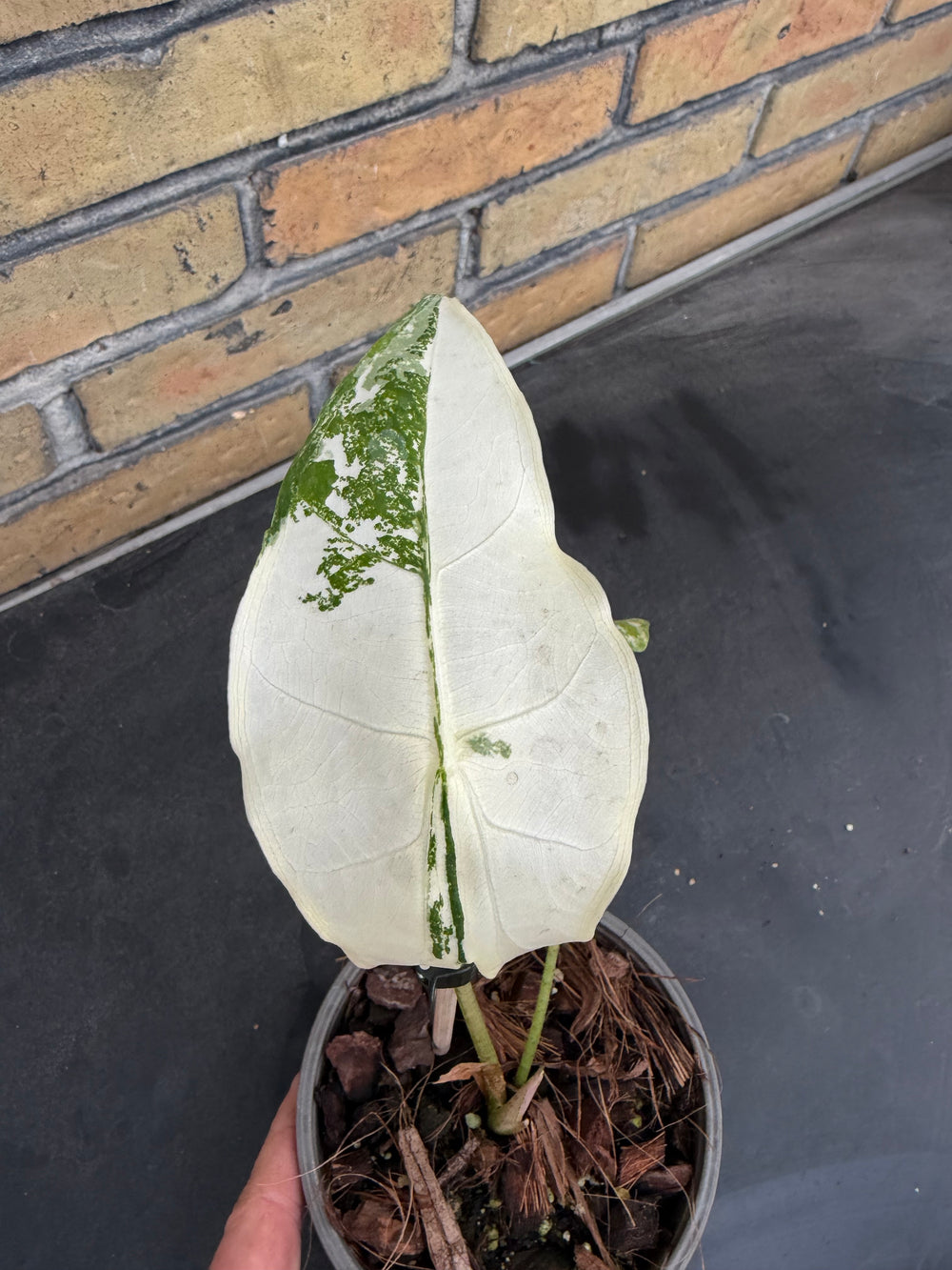 Alocasia longiloba albo