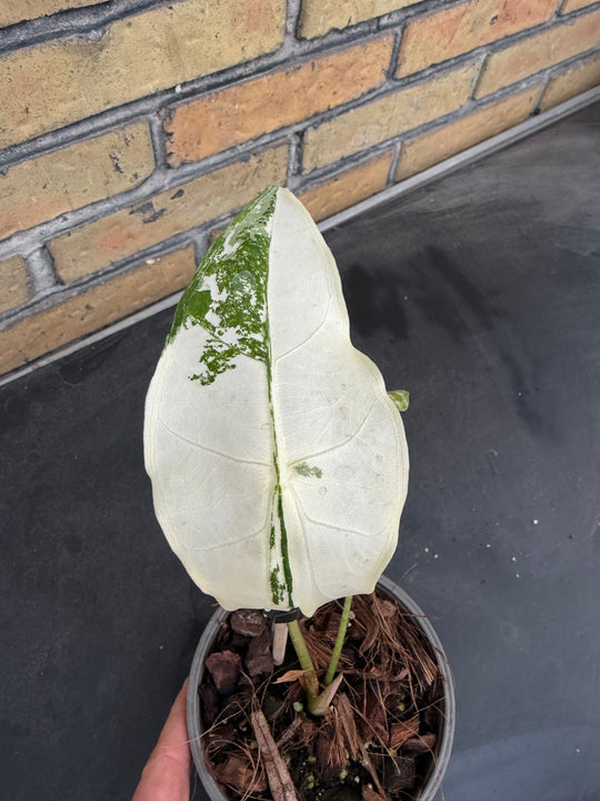 Alocasia longiloba albo