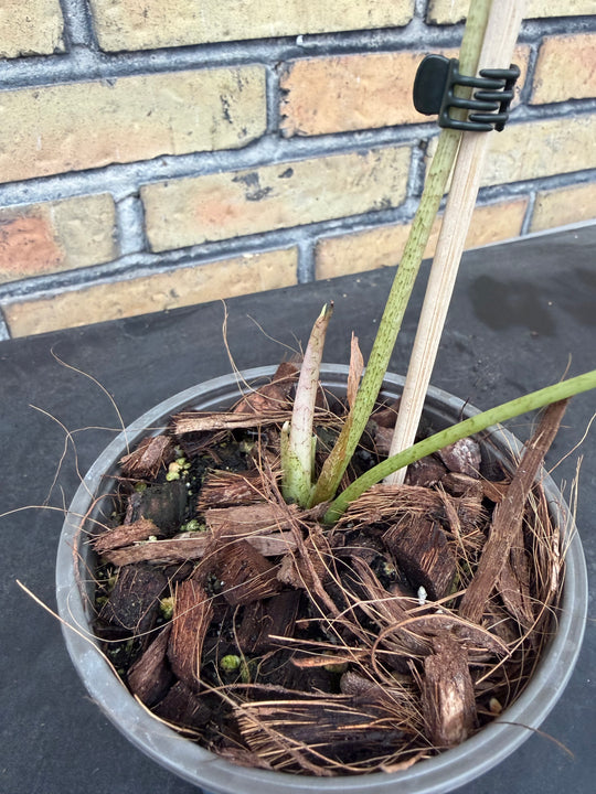 Alocasia longiloba albo