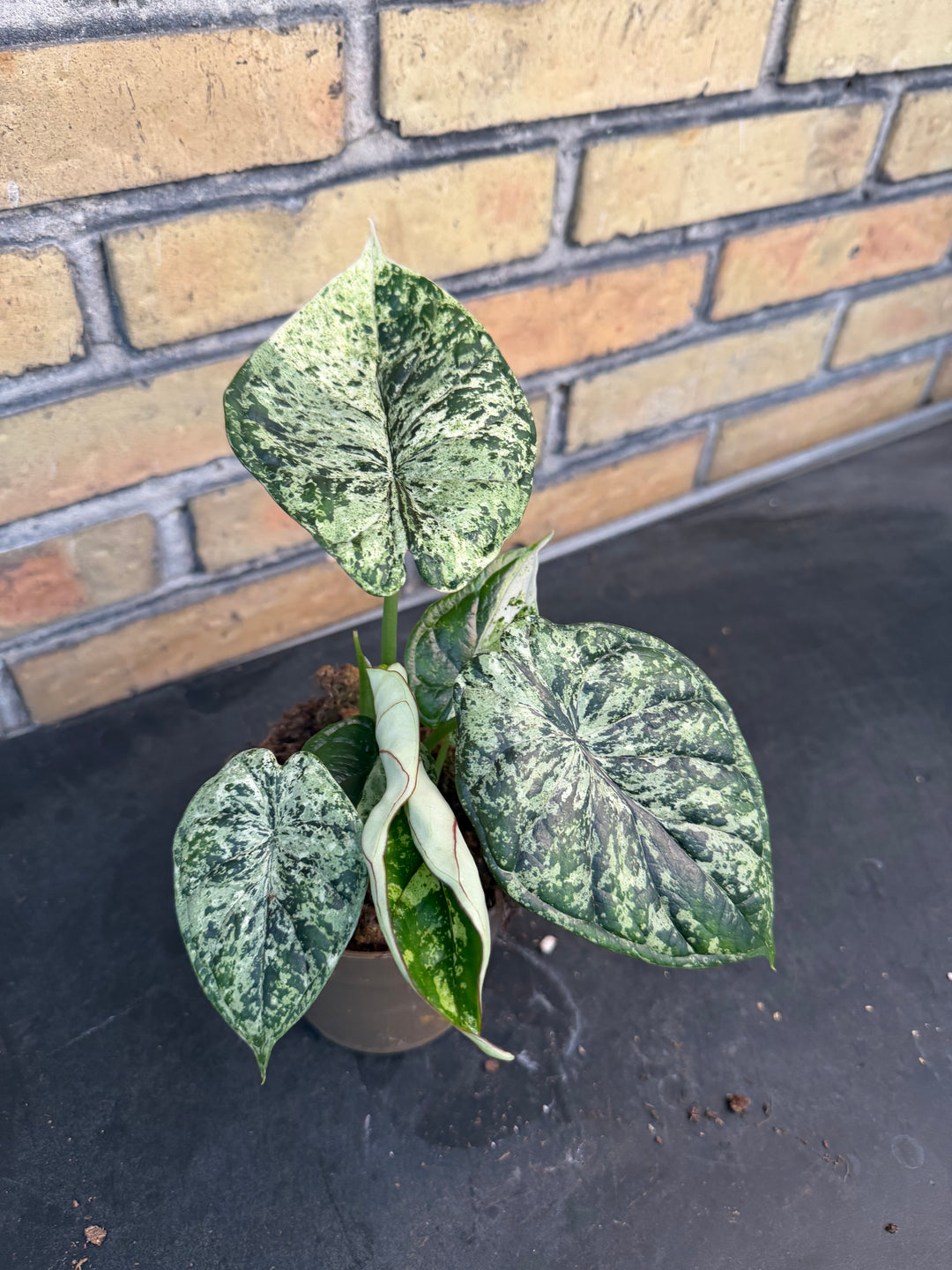 Alocasia dragon scale mint