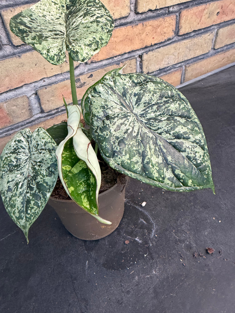 Alocasia dragon scale mint