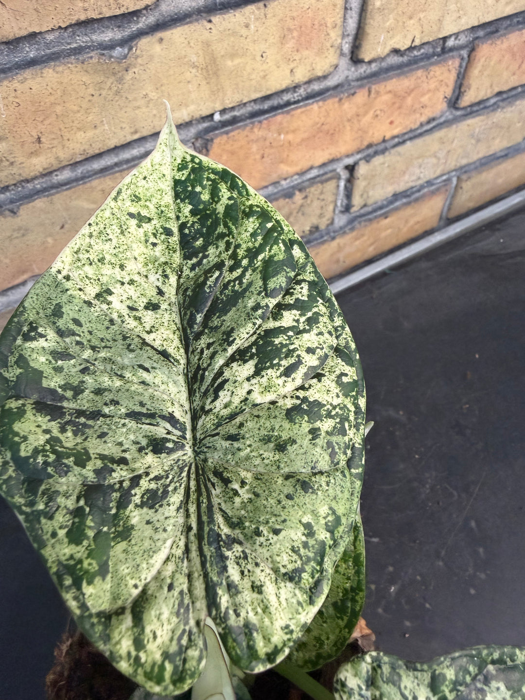 Alocasia dragon scale mint