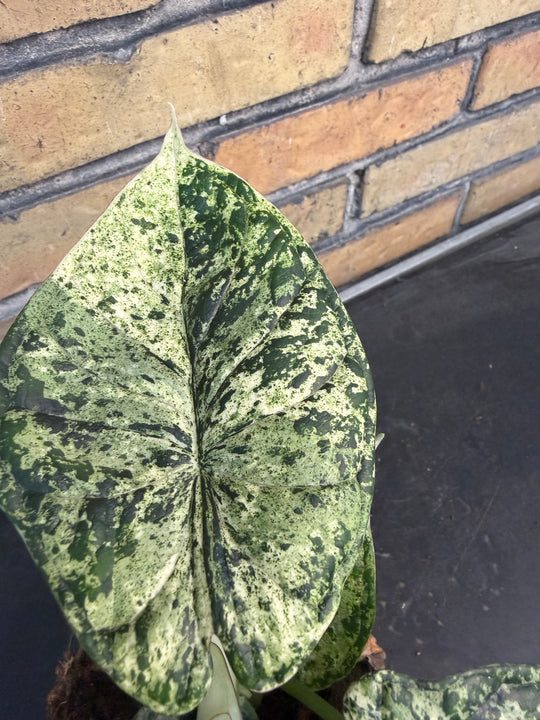 Alocasia dragon scale mint