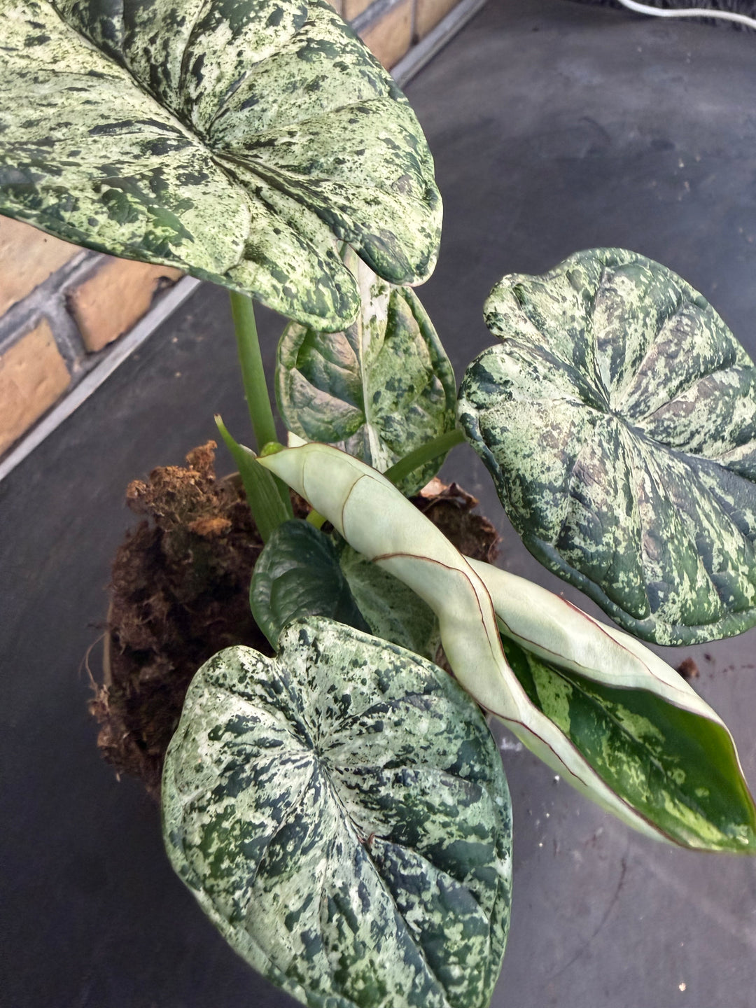 Alocasia dragon scale mint