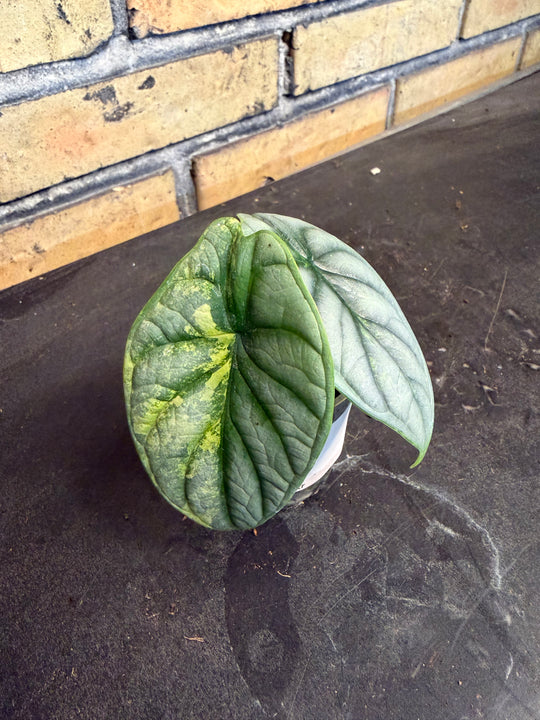 Alocasia silver dragon aurea