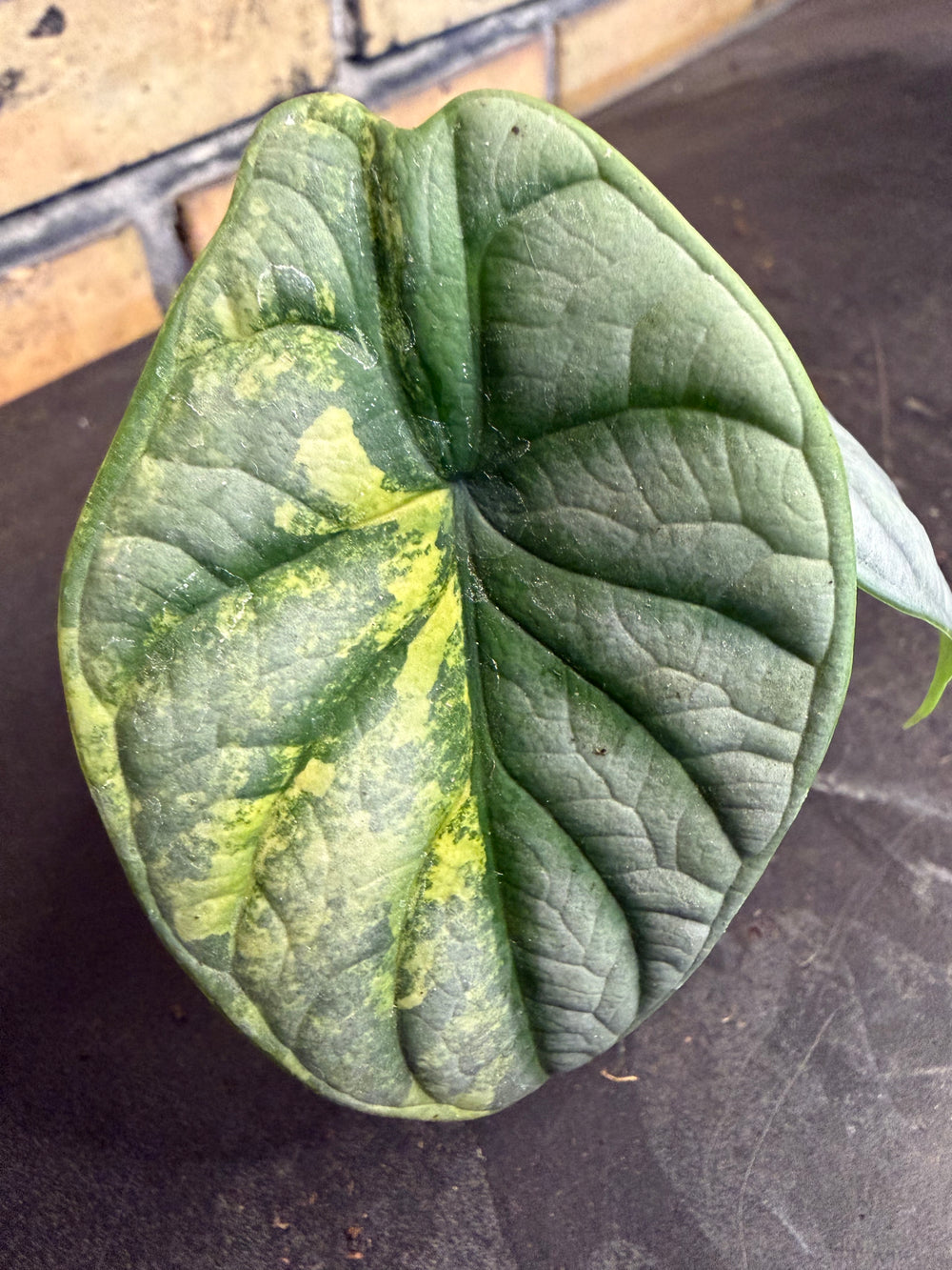 Alocasia silver dragon aurea