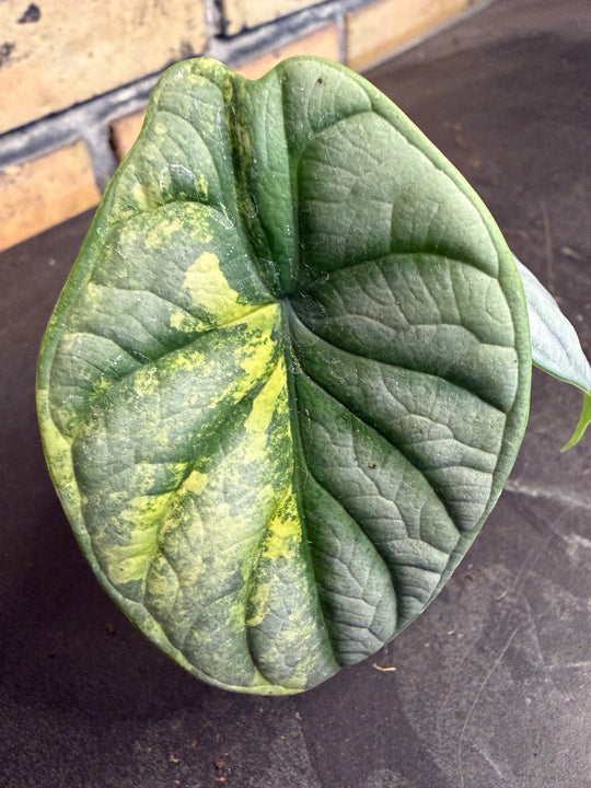 Alocasia silver dragon aurea