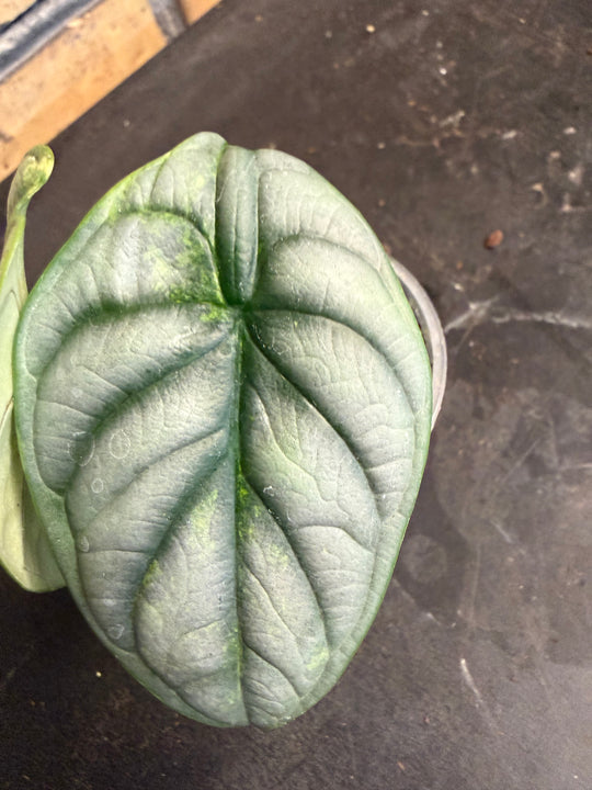 Alocasia silver dragon aurea