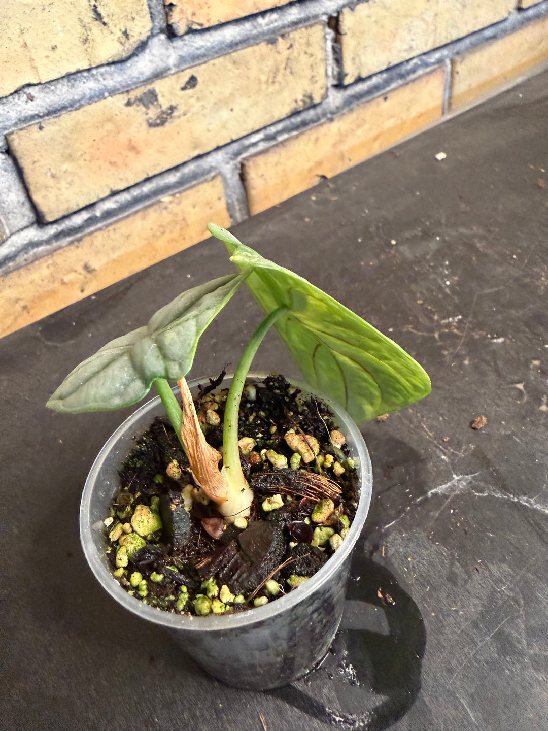 Alocasia silver dragon aurea