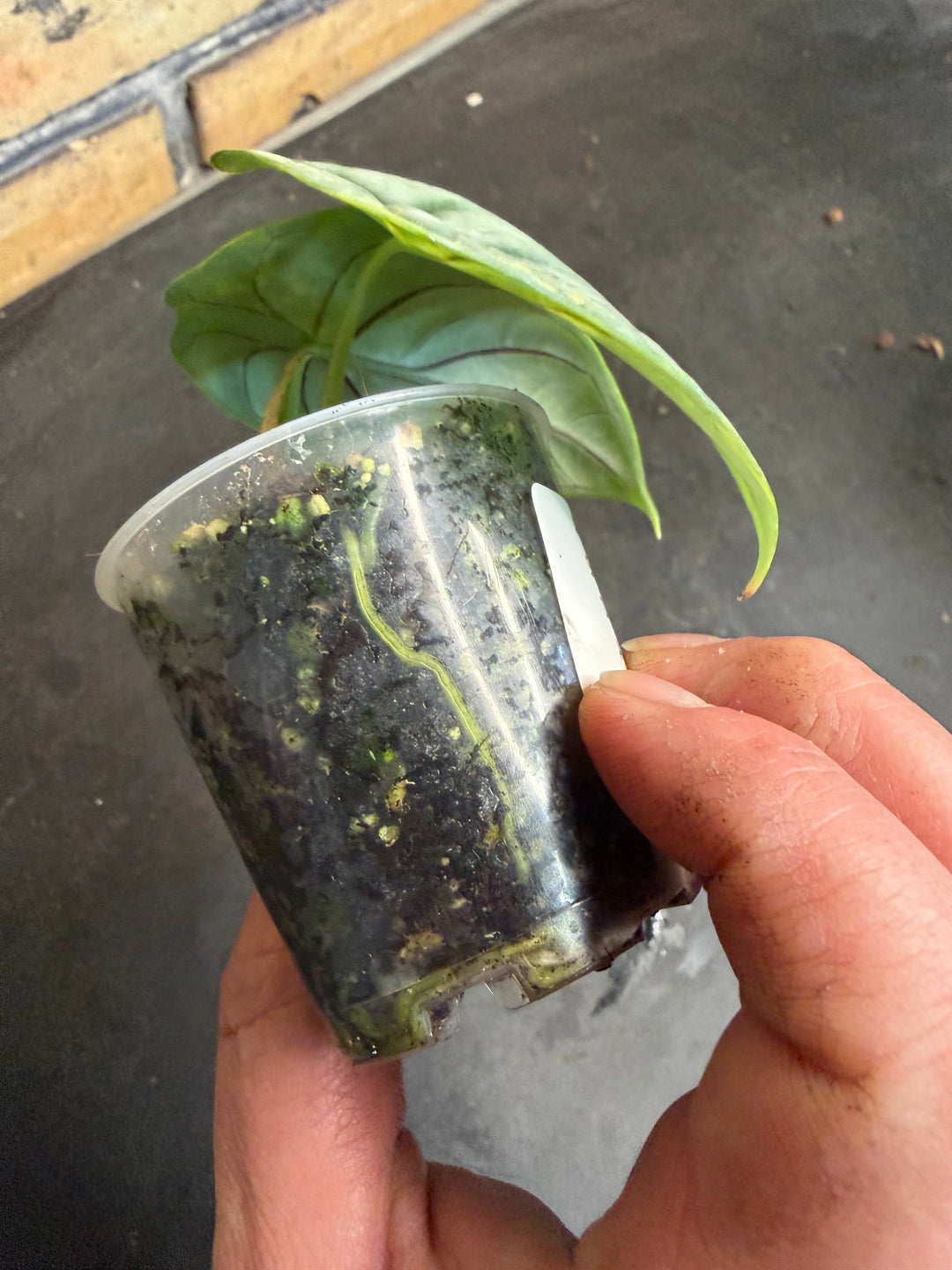 Alocasia silver dragon aurea