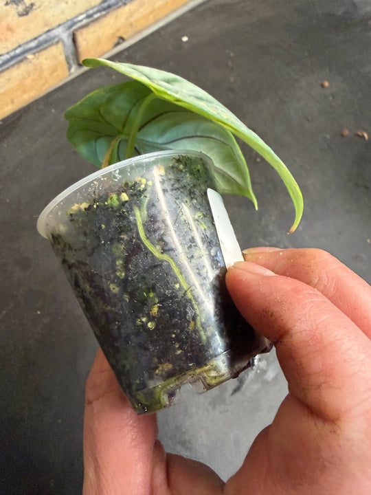 Alocasia silver dragon aurea