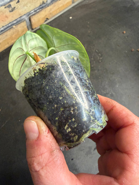 Alocasia silver dragon aurea