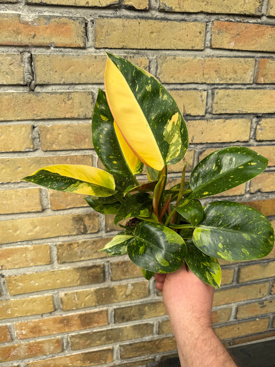 Philodendron Congo variagata