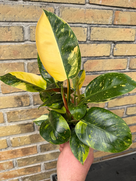 Philodendron Congo variagata