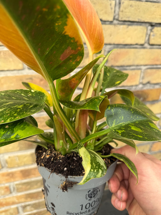 Philodendron Congo variagata