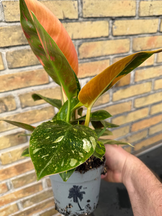 Philodendron Congo variagata