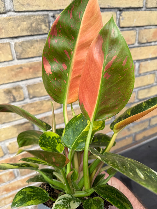 Philodendron Congo variagata