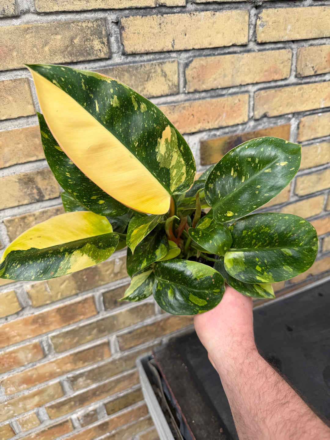 Philodendron Congo variagata