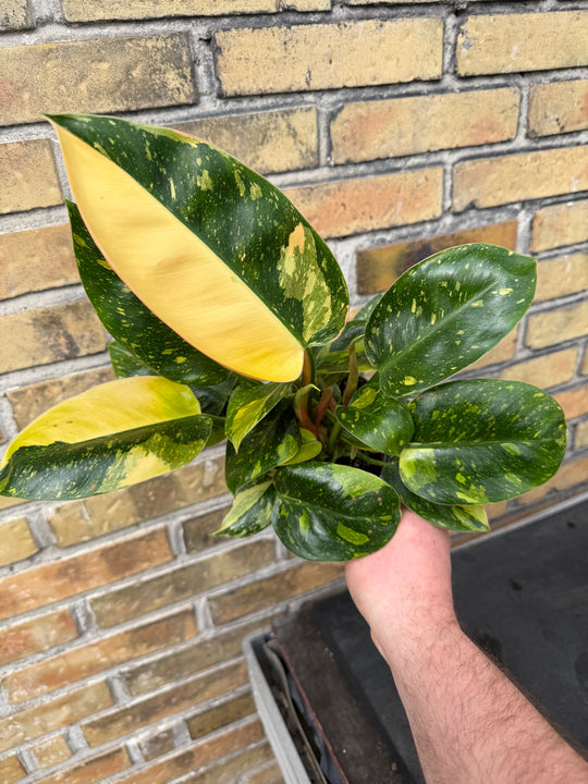 Philodendron Congo variagata