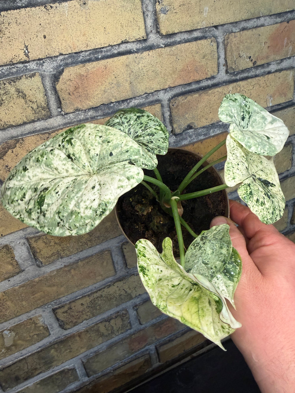 Alocasia dragon scale mint