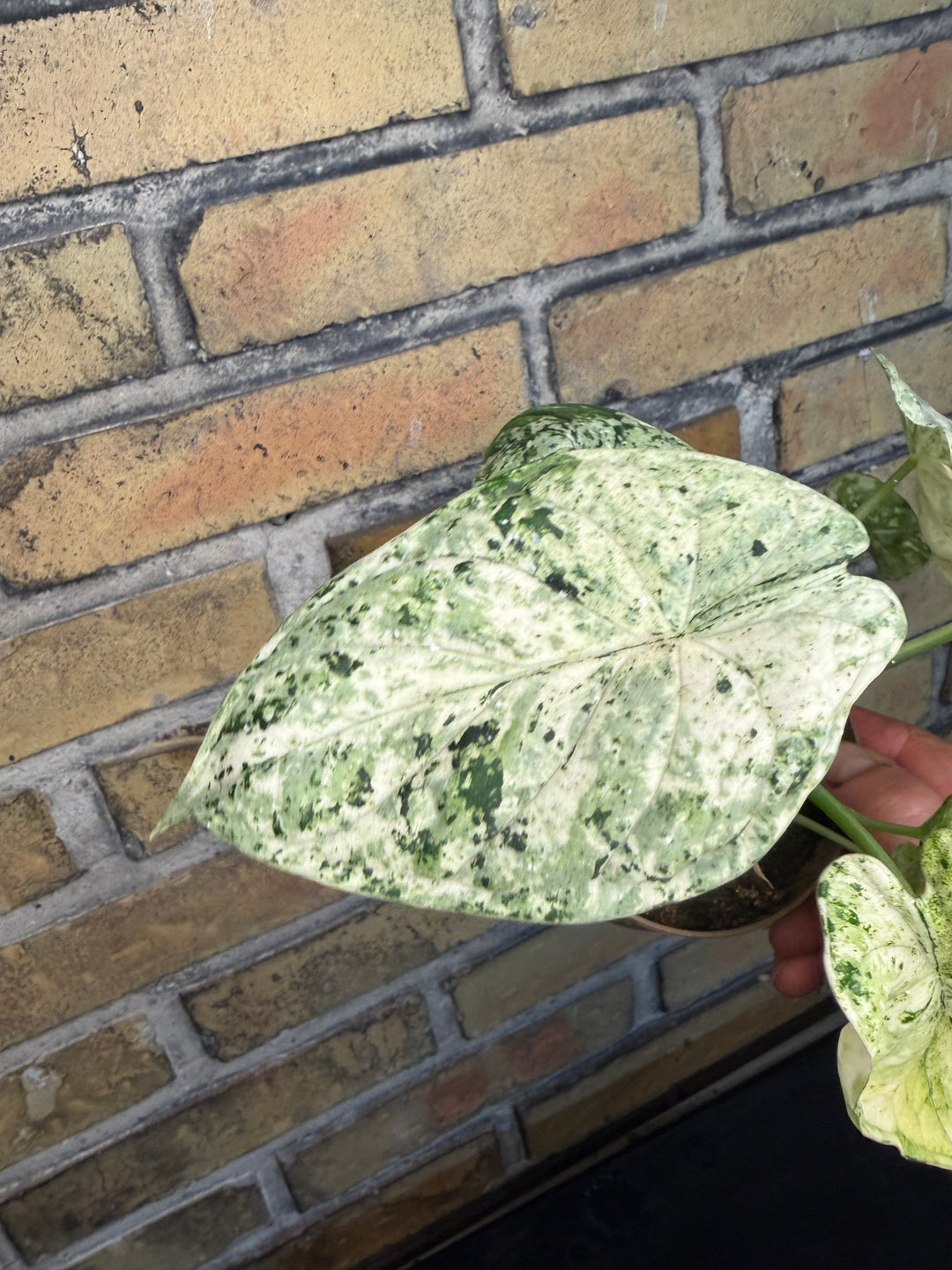 Alocasia dragon scale mint