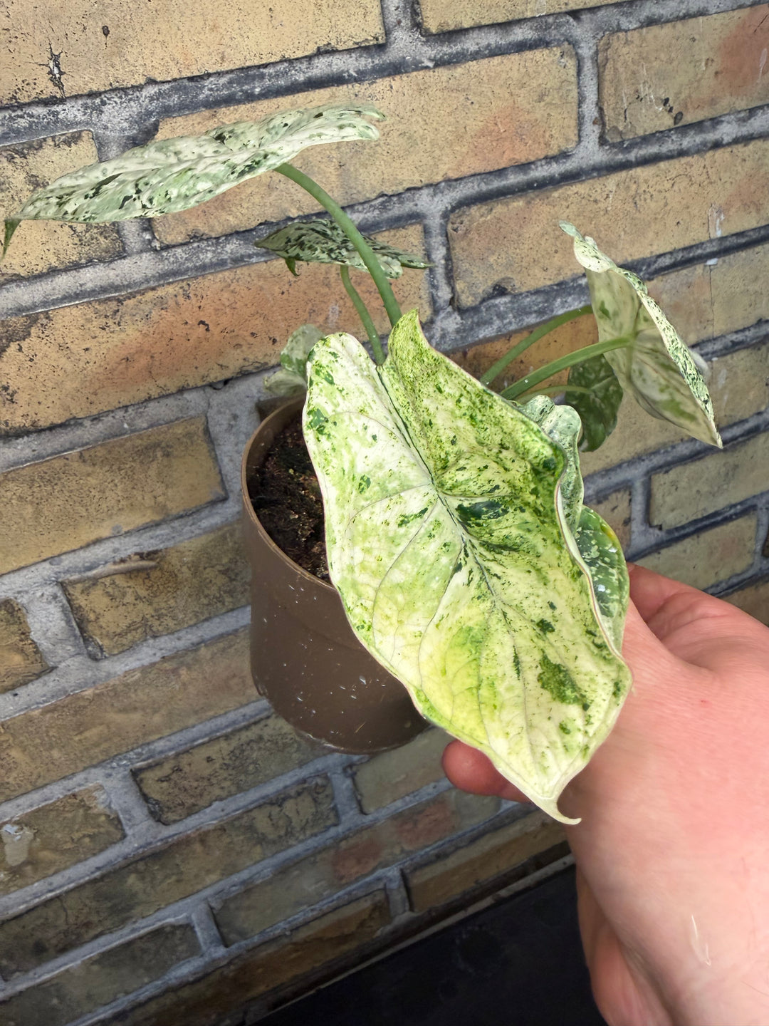 Alocasia dragon scale mint