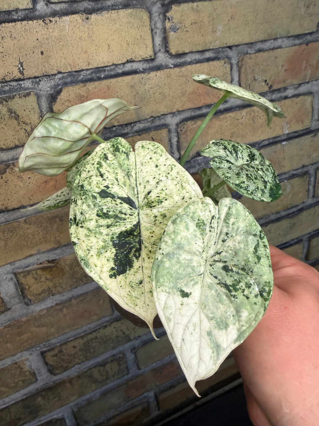 Alocasia dragon scale mint