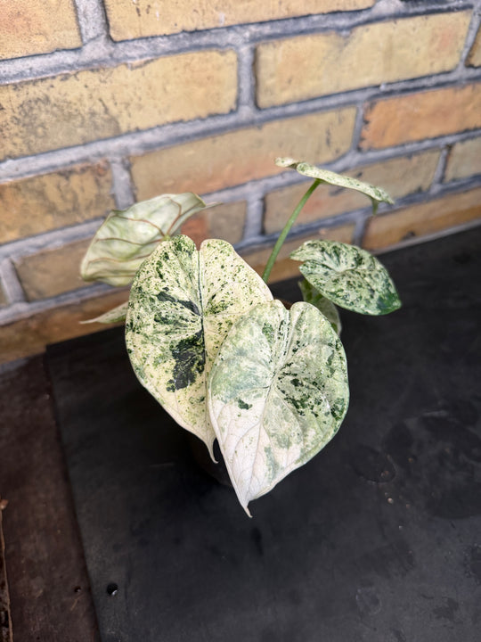 Alocasia dragon scale mint