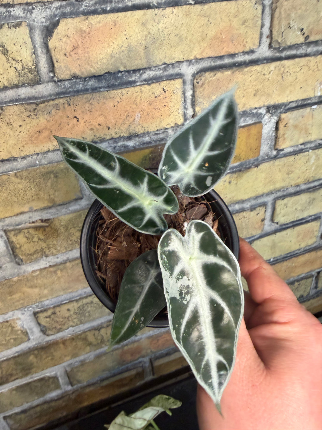 Alocasia bambino pink
