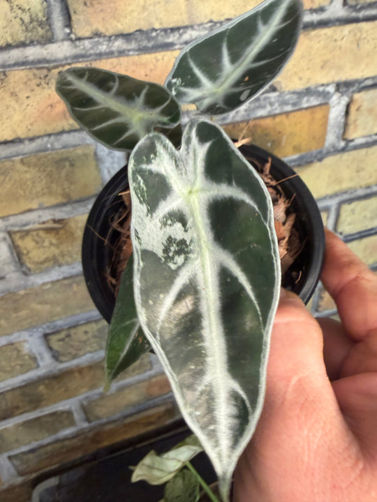 Alocasia bambino pink