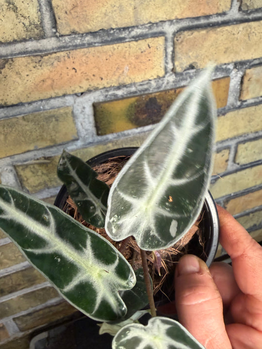 Alocasia bambino pink