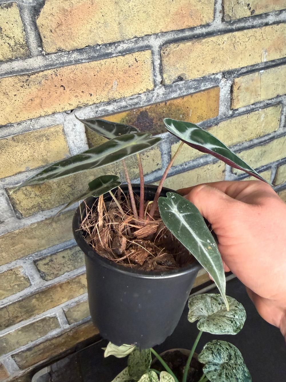 Alocasia bambino pink