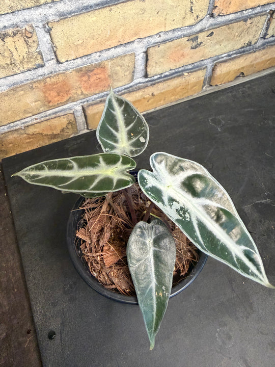 Alocasia bambino pink