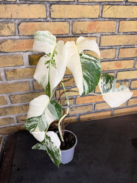 Monstera albo