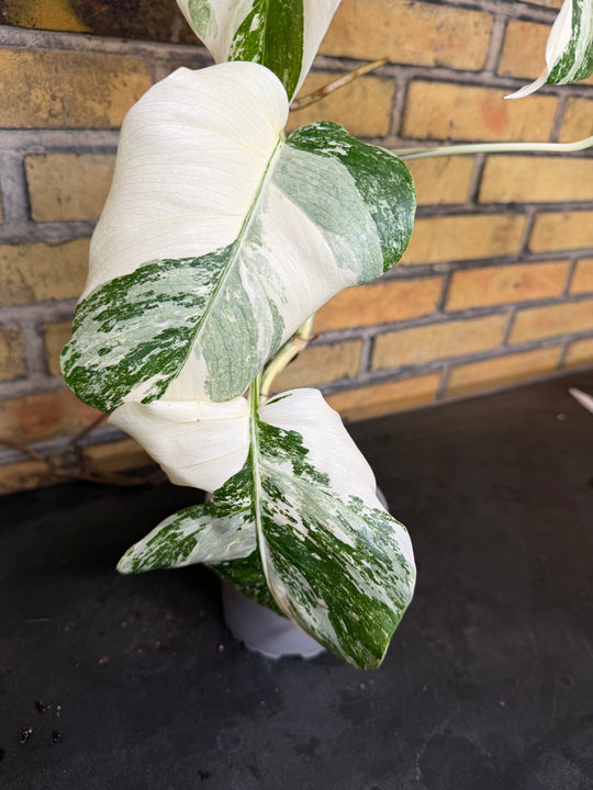 Monstera albo