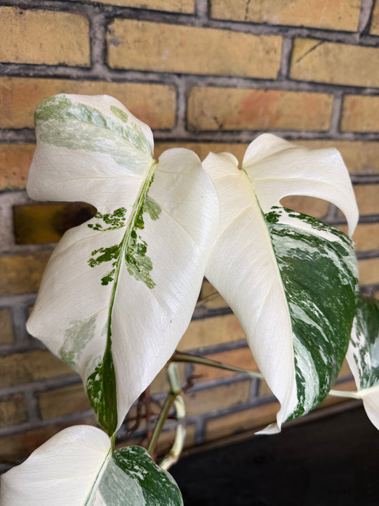 Monstera albo