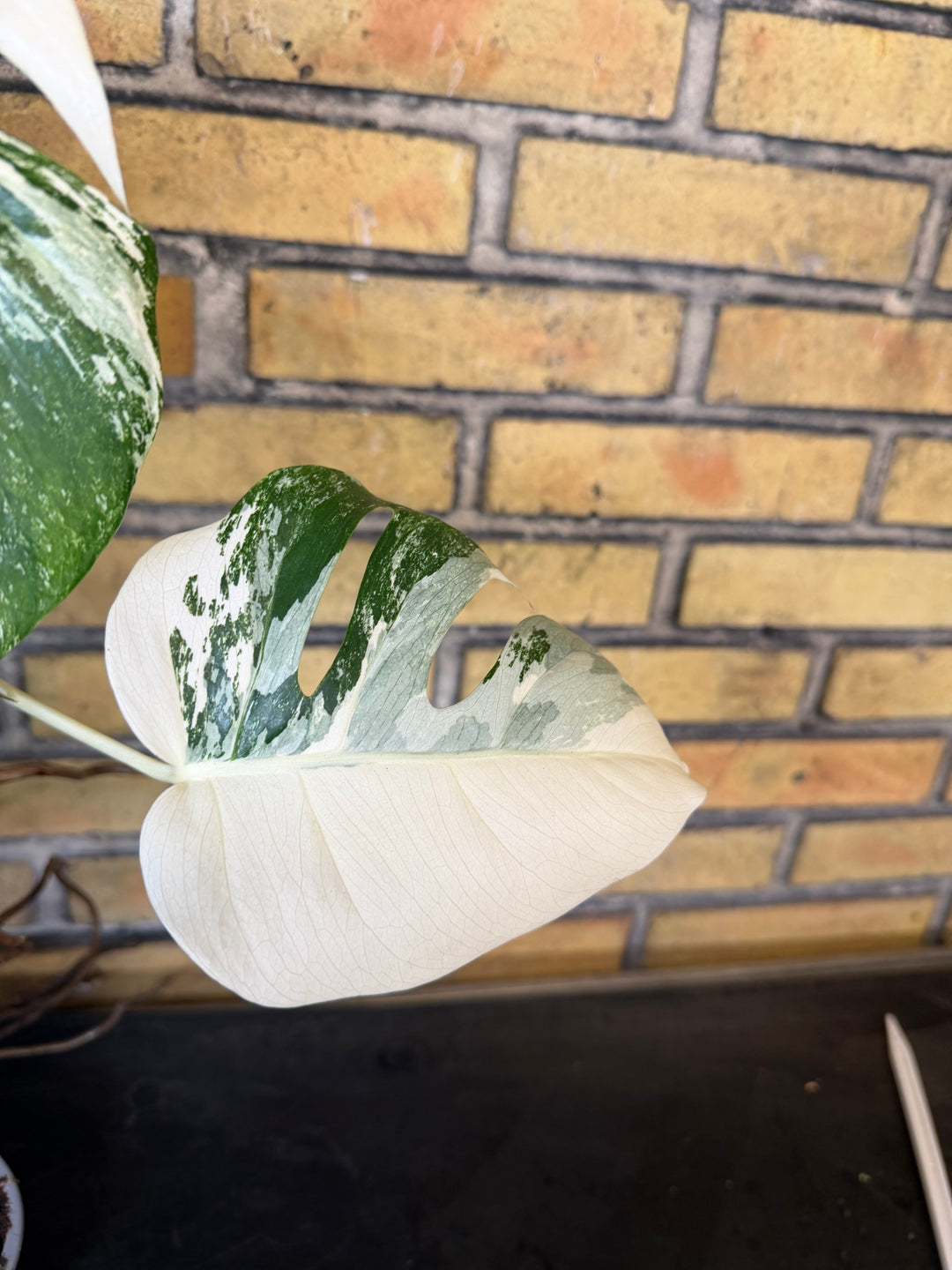 Monstera albo