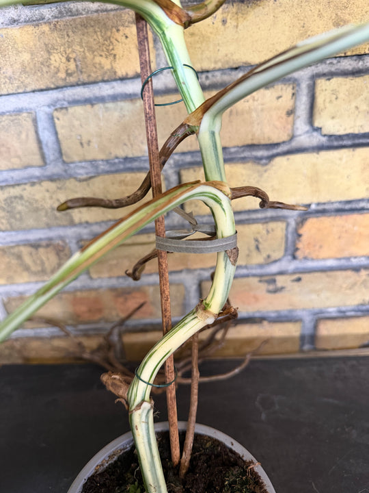 Monstera albo